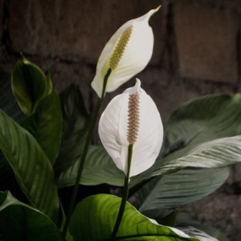 PEACE LILY