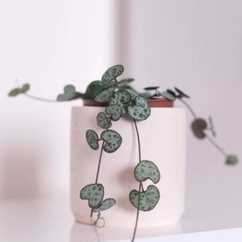 STRING OF HEARTS PLANT