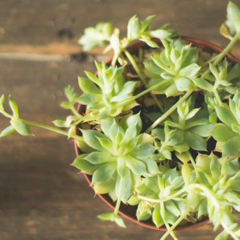 STRING OF DOLPHINS PLANT